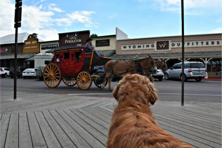 Exploring Jackson Hole, Wyoming with Dogs