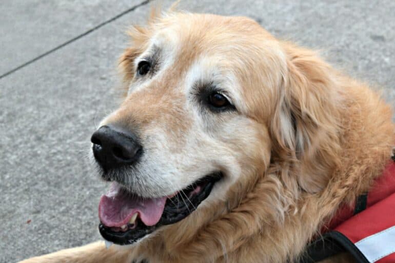 Harley Golden Retriever resting