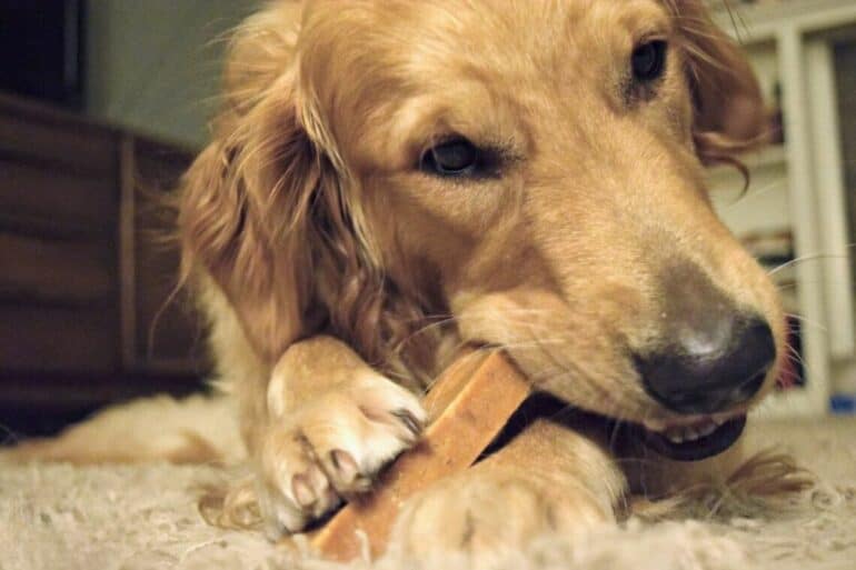 Himalayan Dog Chew Review - Golden Chewing Yak Chew