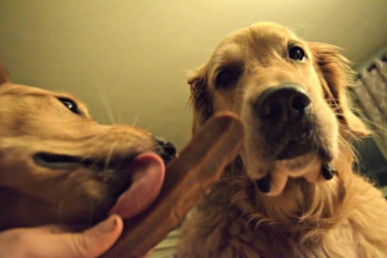 Charlie sneaking a taste of a Himalayan Dog Chew