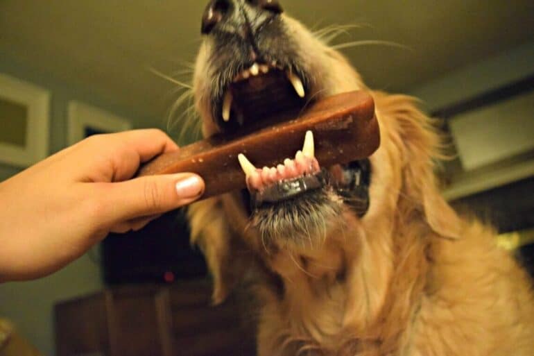 Harley eagerly taking his Himalayan Dog Chew