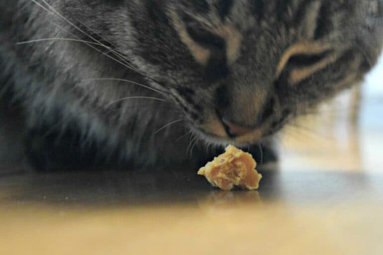 Max investigating a small piece of the Himalayan Dog Chew before microwaving