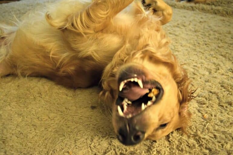 An ecstatic Golden Retriever enjoying a Himalayan Dog Chew