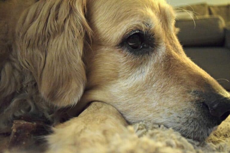 A very satisfied Golden Retriever after enjoying a Himalayan Dog Chew