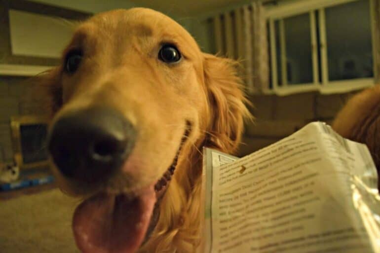 Our Golden Retriever Charlie checking out the Himalayan Dog Chew Ingredients