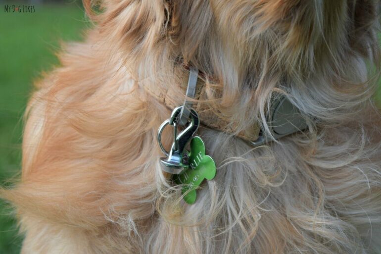 The magnetic dangle of the Magic Latch attached to Charlies collar