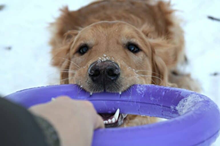 The Puller makes its way onto our list of the best outdoor dog toys.