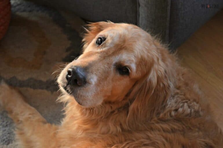 Senior Dog - Golden Years