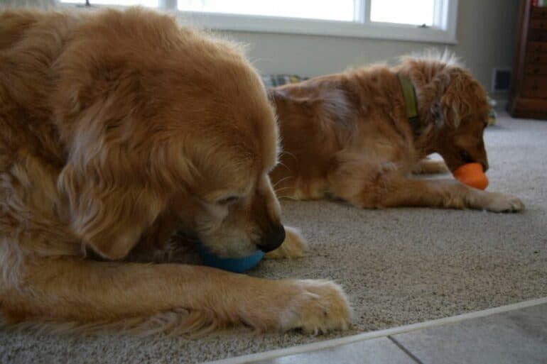 Two Goldens Enjoy Toppl