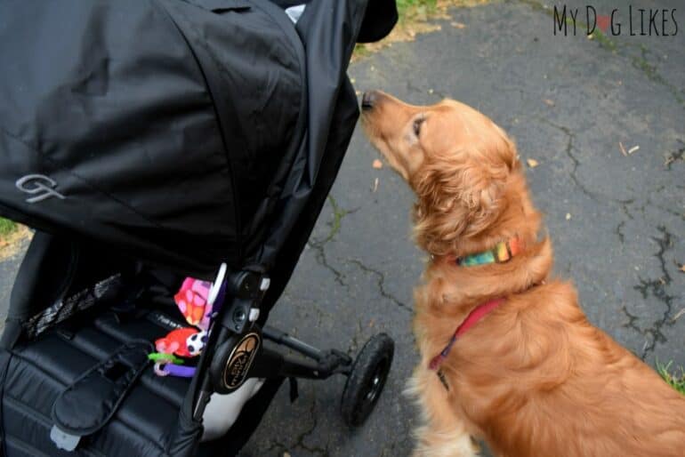 Introducing our dog to the stroller (while in park) to get him used to it