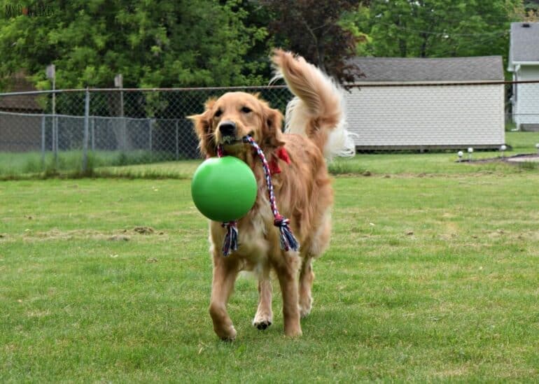 Carrying around the Tuggo tough dog toy