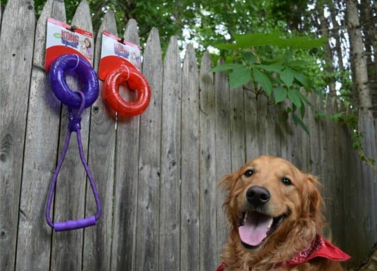 The Kong Squeezz toys are some of our favorite outdoor dog toys. We love the way they roll and bounce!