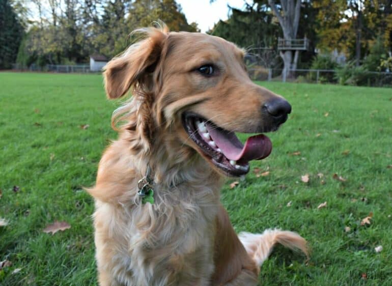 Charlie is one happy Golden Retriever