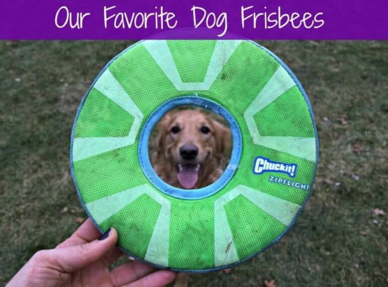 Our Favorite Dog Frisbees - Golden looking through frisbee