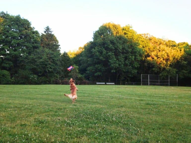 Charlie jumping to catch the Chuckit! Flying Squirrel