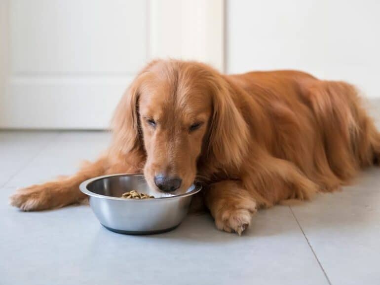 Chicken for dogs -dog eats from bowl