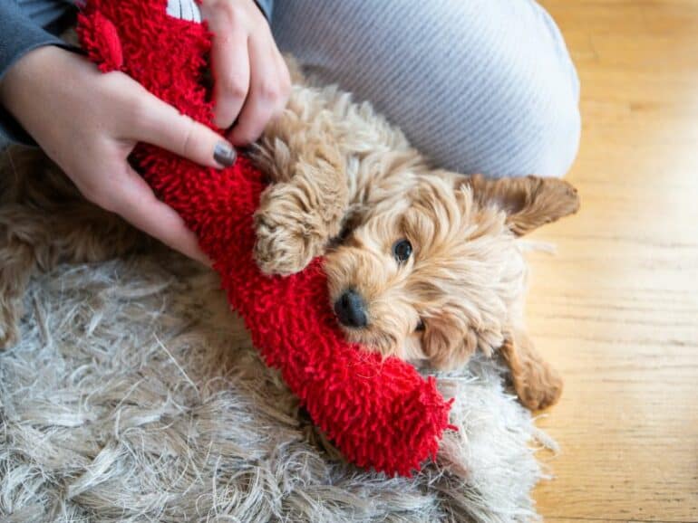 21 Fun Ways To Keep Your Dog Busy Indoors on a Rainy Day - Puppy