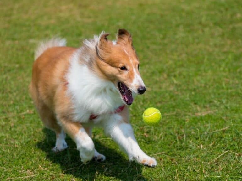 dog playing ball reward