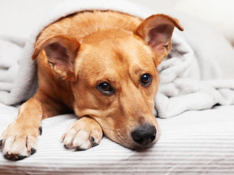 Dog Sleeping In Bed