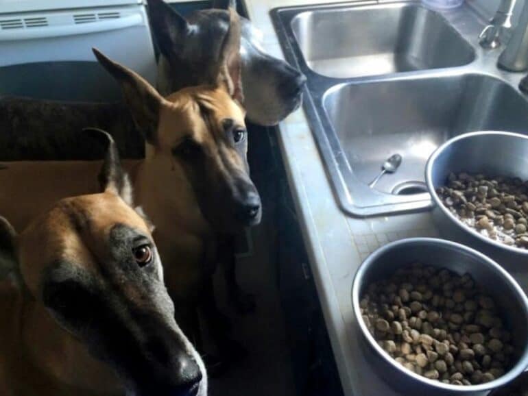 My Great Dane clients Shade, Haley & Shaun with their moistened kibble