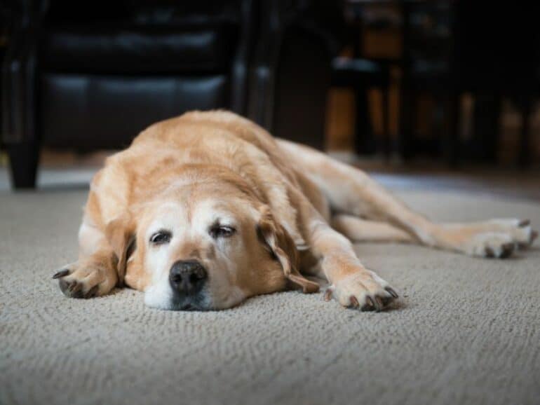 How Old Is My Rescue Dog? - Old Yellow lab sleeping on carpet