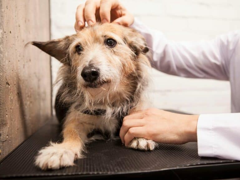 Dog getting checked out by vet