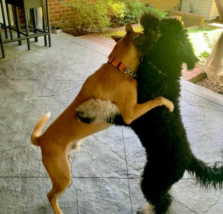 Dogs play fighting