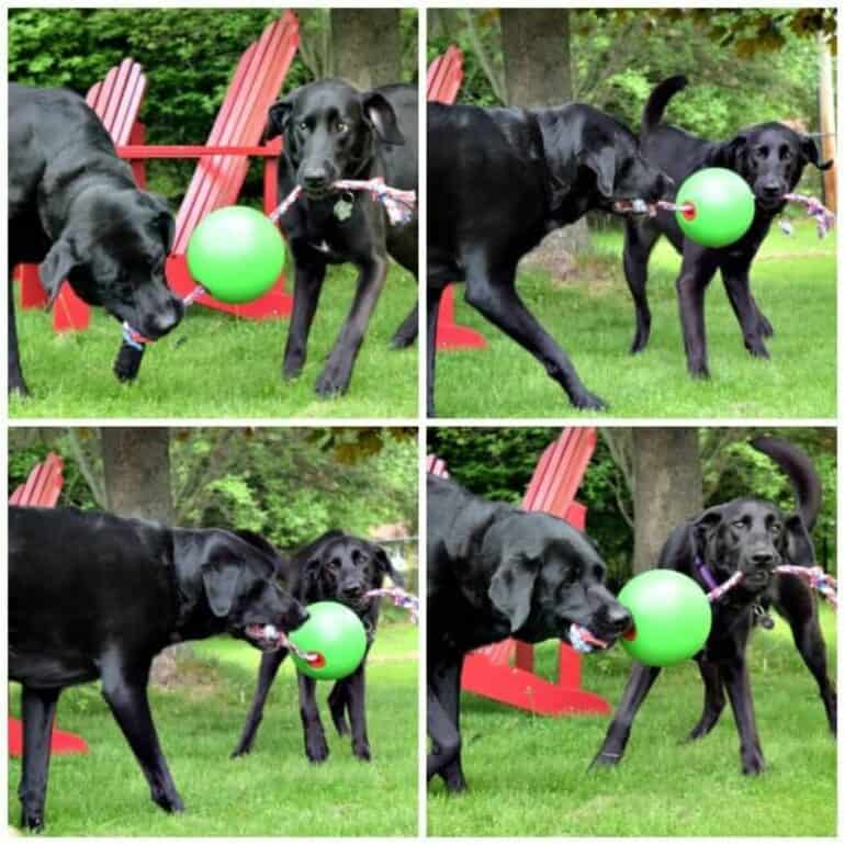 Laila and Meera playing tug-of-war with the Tuggo Dog Toy