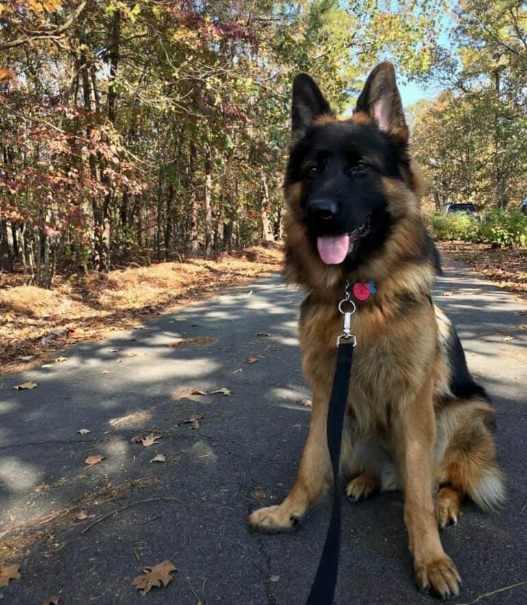 GSD on leash