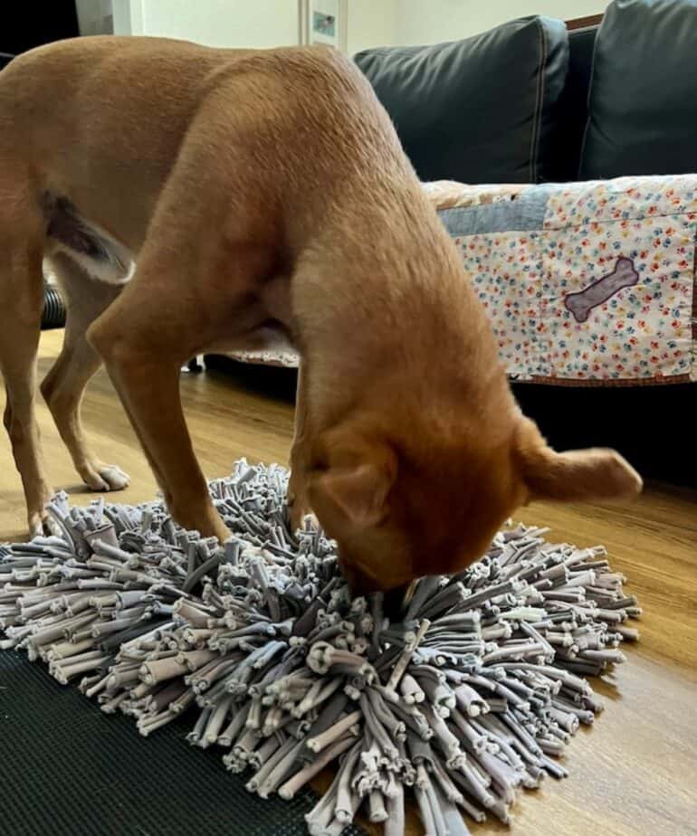 My rescue pup Wally with his Snuffle Mat