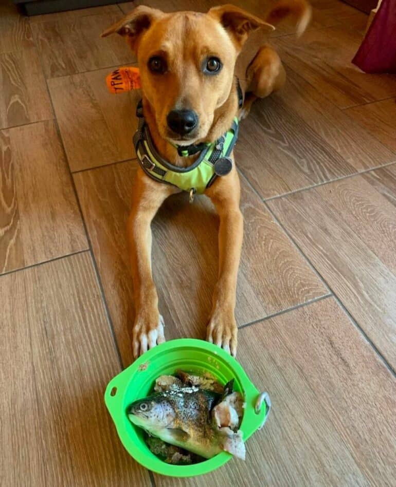 Wally is about to eat a raw meal on the road. It’s served in one of Mighty Paw’s collapsible travel dog bowls.