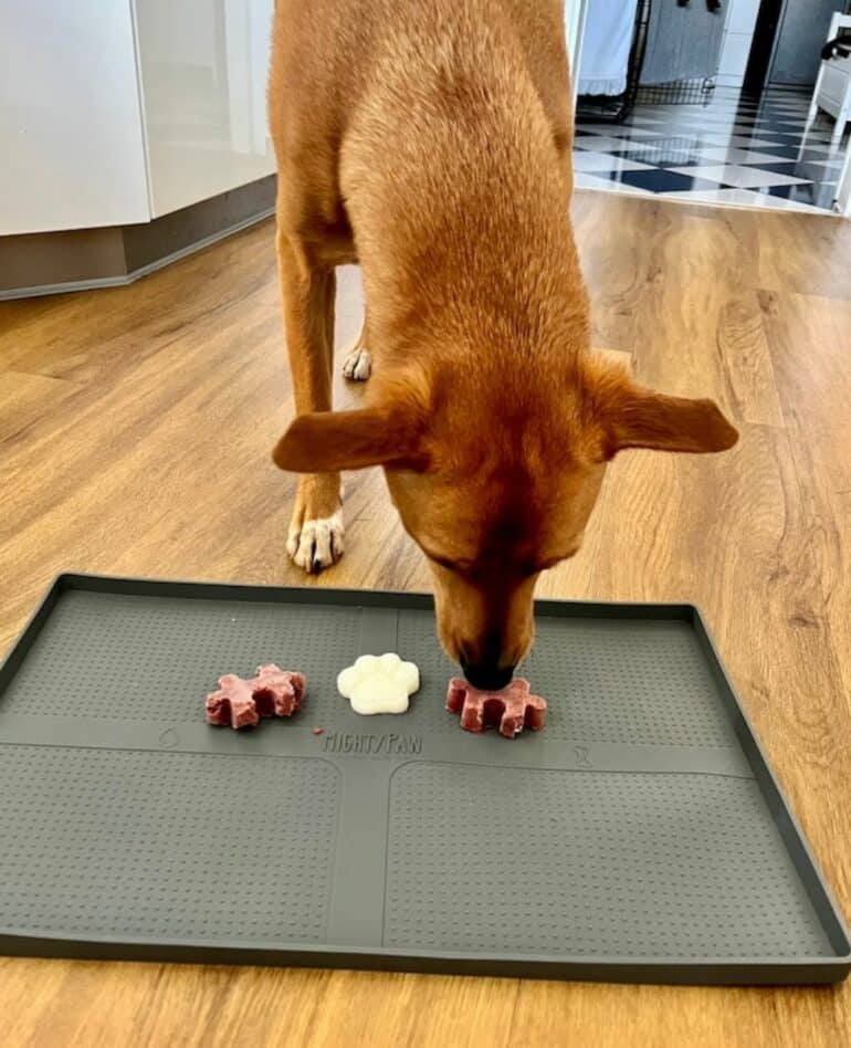 Wally eating his raw frozen treats from Mighty Paw’s dog food splash mat.