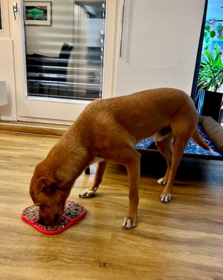 Dog eating off of tray