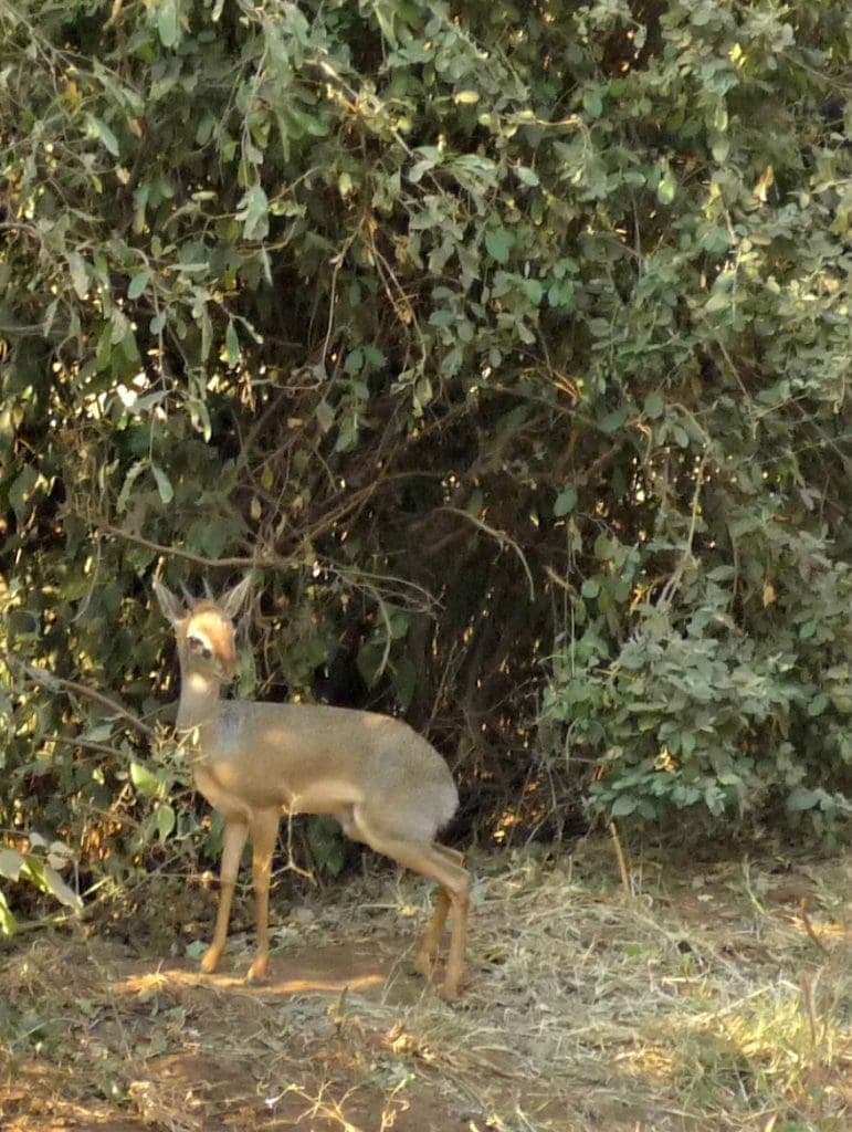 a very small rabbit-sized animal hides in the shady bush - it has horns and looks like an antelope