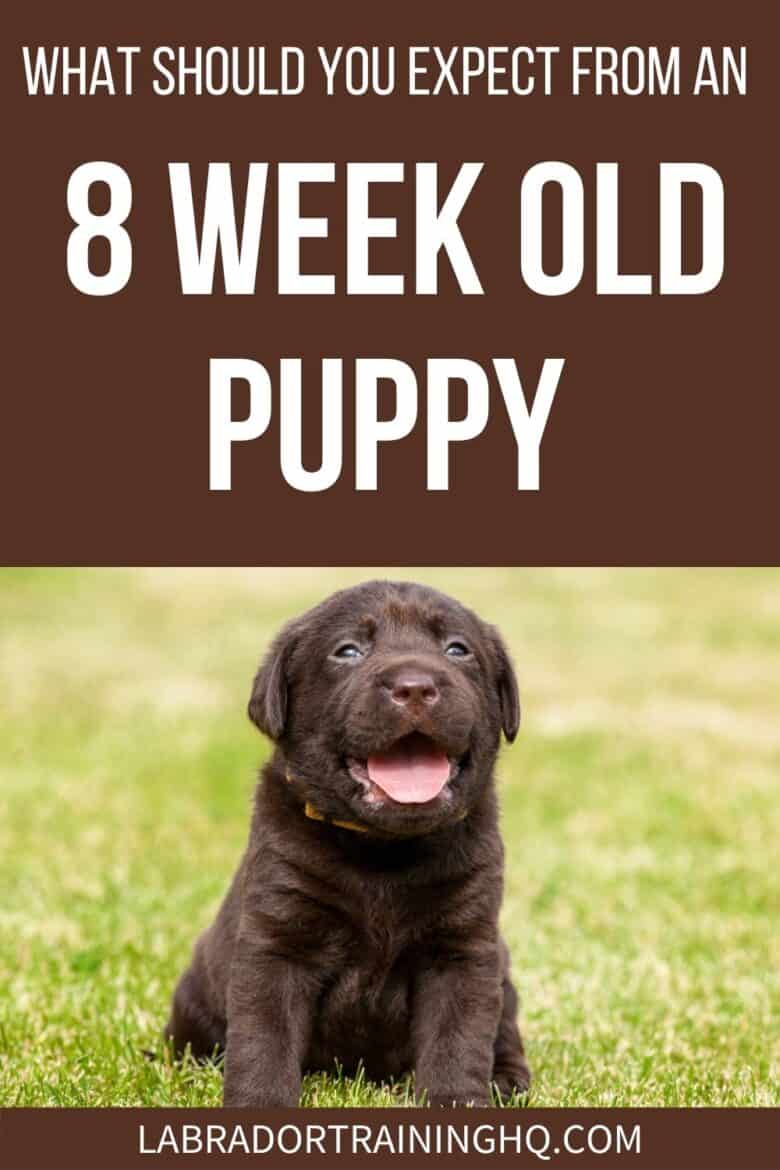 What Should You Expect From An 8 Week Old Puppy - Chocolate lab puppy sitting in the grass.