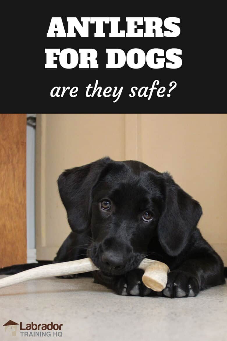 Antlers For Dogs - Are They Safe? Black Lab puppy lying on the floor chewing on a deer antler.