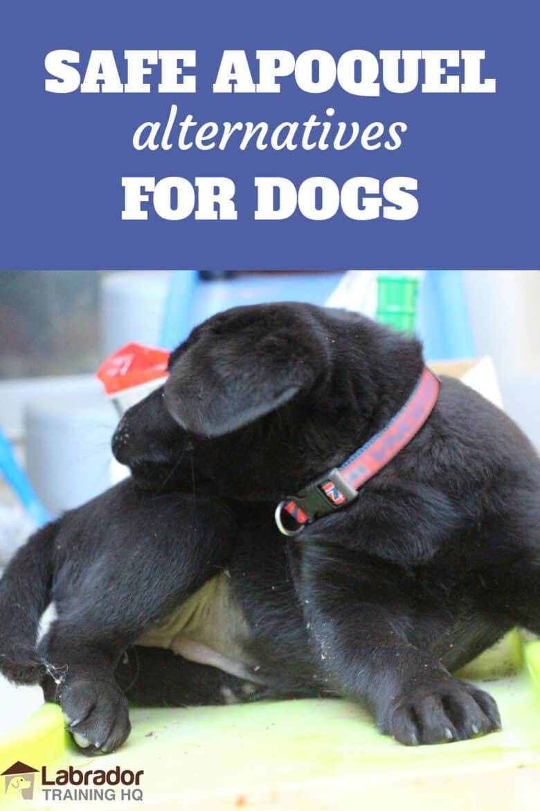 Safe Apoquel Alternatives For Dogs - Black Lab with red collar reaching towards her back with her mouth.