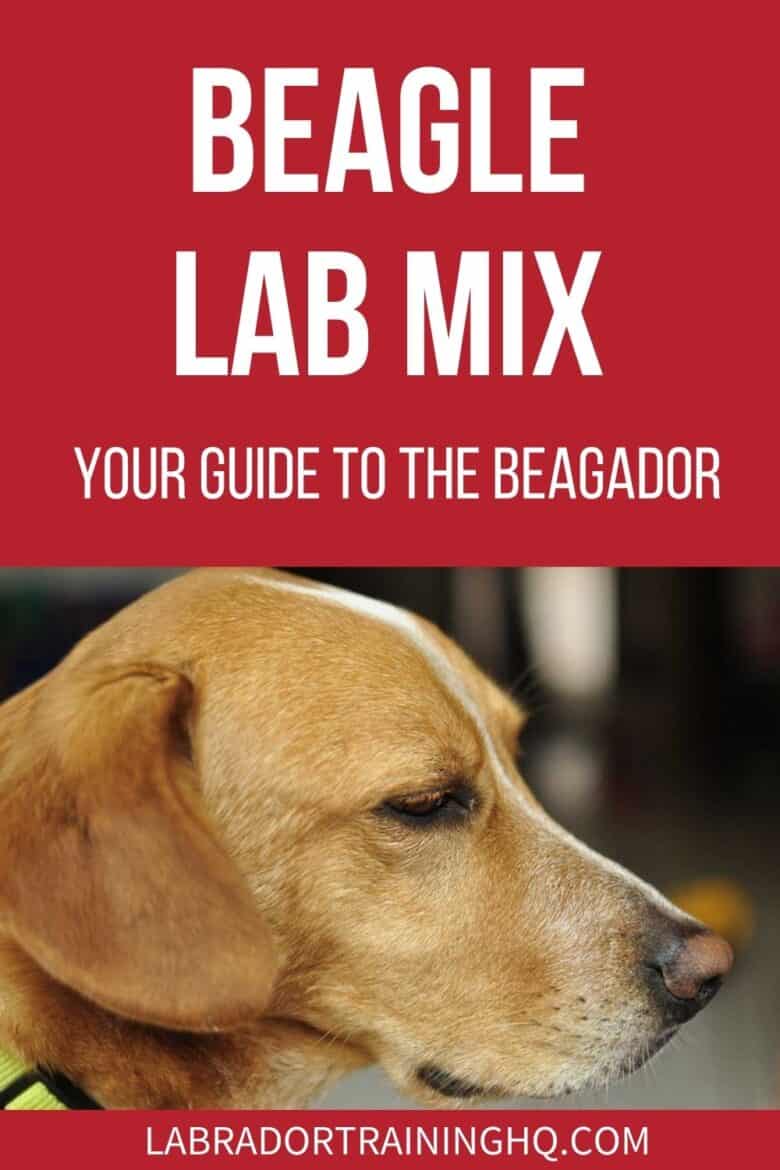 Beagle Lab Mix - Your Guide To The Beagador - Yellow-orange dog with stripe down head to nose staring the the right - The beagle Lab mix, a.k.a beagador, is a cross between a Labrador retriever and a beagle. Playful, active, and smart, this mix makes a great family dog.