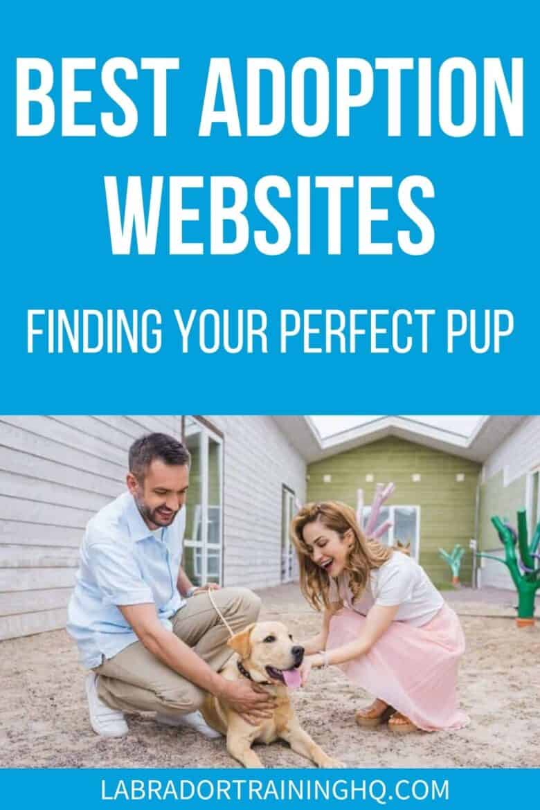 Best Adoption Websites - Finding Your Perfect Pup - Couple with their new yellow Labrador Retriever - Best dog adoption websites for finding the right dog to adopt into your family, plus top tips on what to look for and what to expect from the online adoption process.