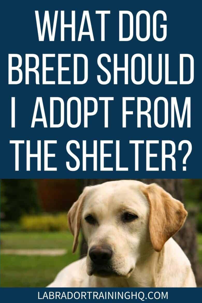 What Dog Breed Should I Adopt From The Shelter? - Yellow Lab in a down - Adopting a rescue dog is rewarding, but also a responsibility. You don’t want to see them back in the shelter. Choosing the right breed for you can make a big difference.