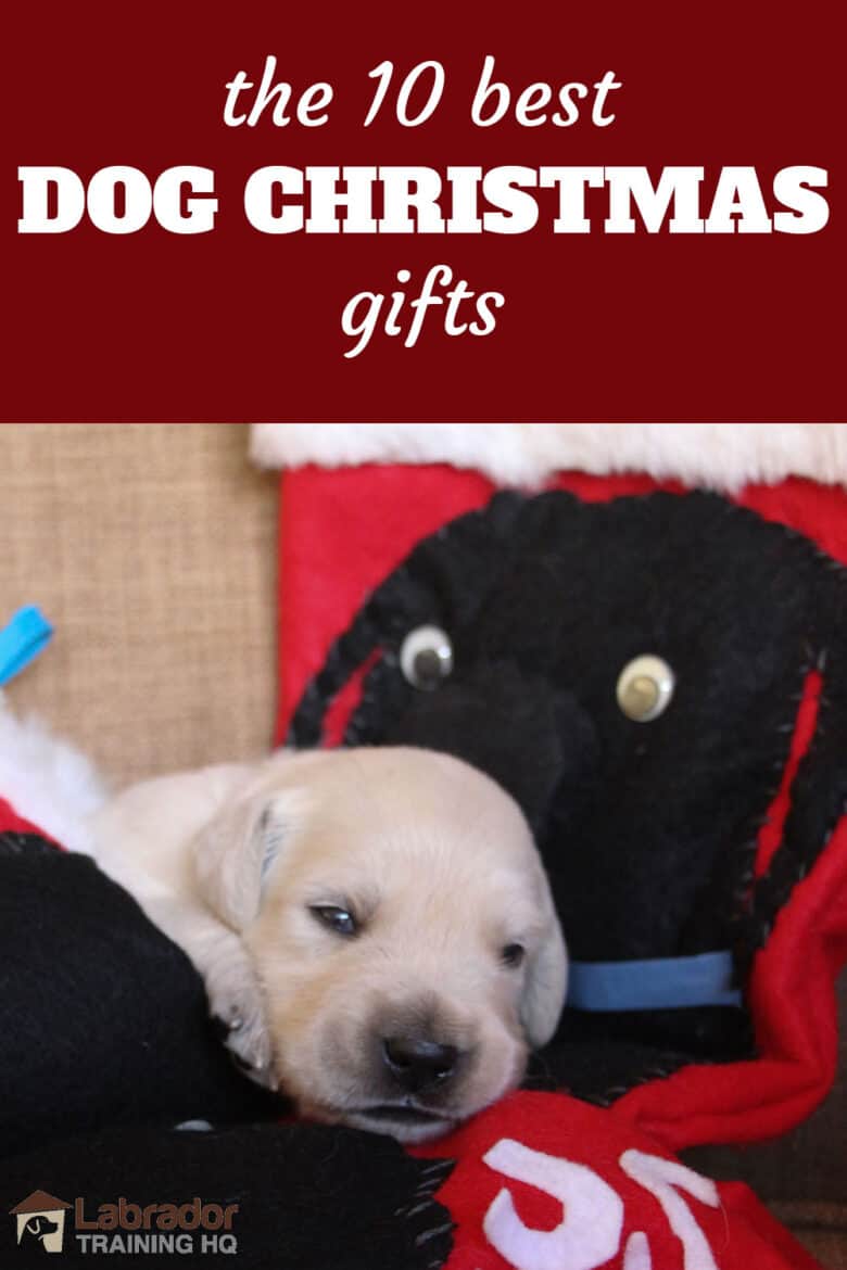 The 10 Best Dog Christmas Gifts - newborn white puppy lying on Christmas stockings with black dogs stitched on.