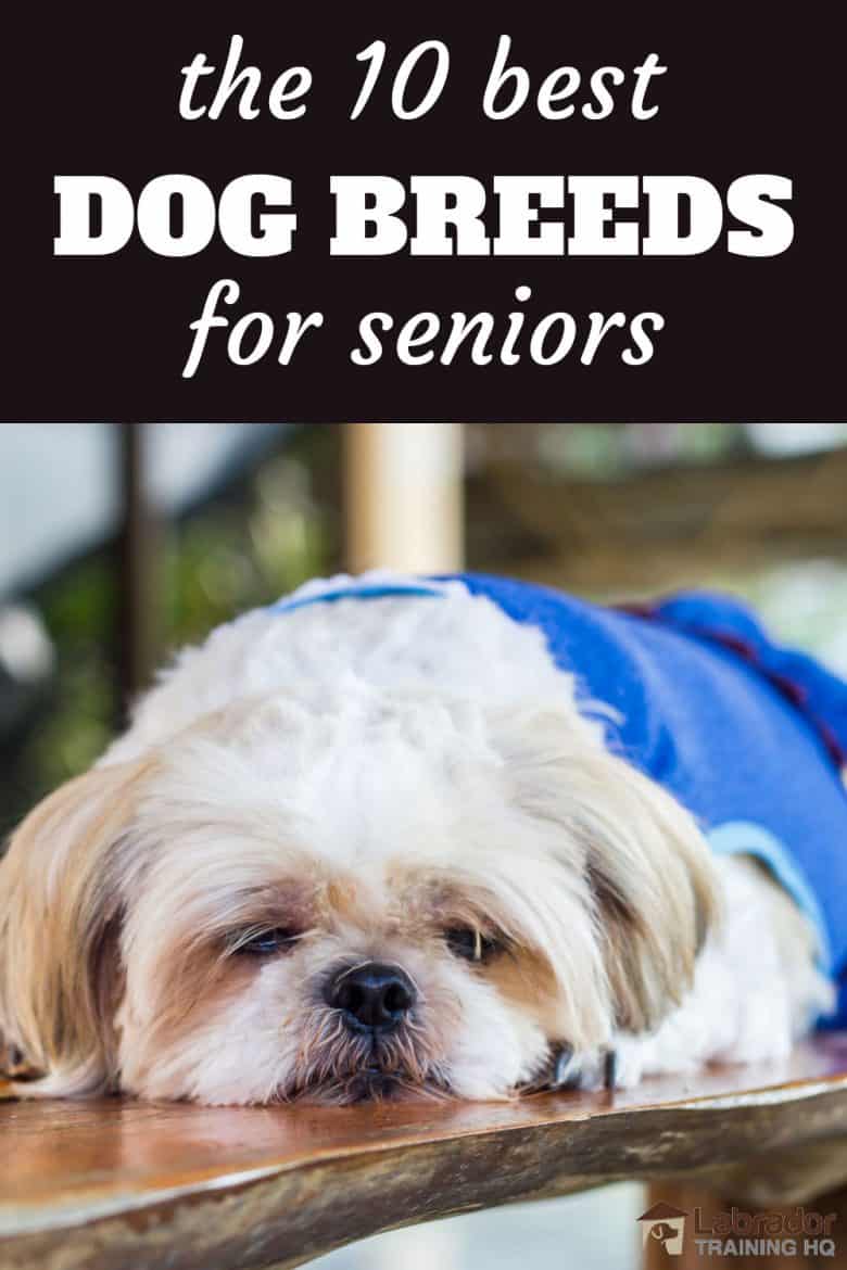 The 10 Best Dog Breeds For Seniors - Shih Tzu relaxing on a wood table.