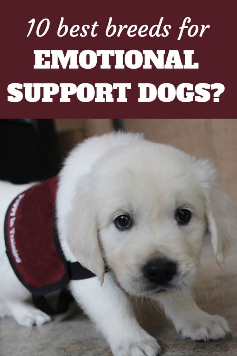 10 Best Breeds For Emotional Support Dogs - Golden Retriever puppy stares back at the camera wearing a burgundy ESA puppy in training vest.