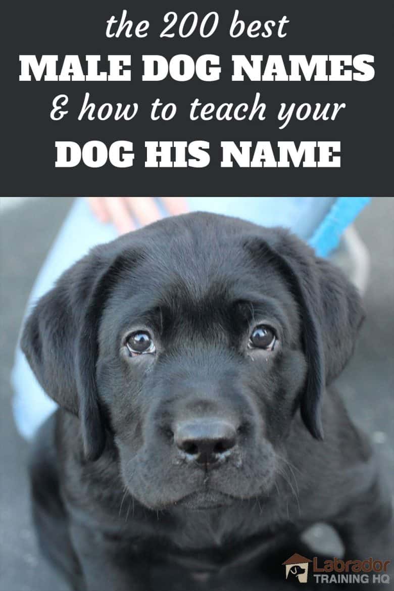 The 200 Best Male Dog Names and How To Teach Your Dog His Name - Black Labrador Retriever puppy looking at you with puppy dog eyes.