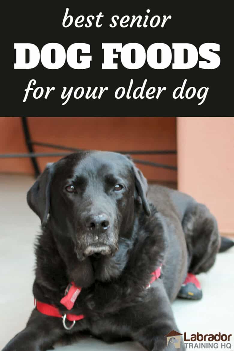 Best Senior Dog Foods For Your Older Dog. Black Labrador Retriever with grey muzzle wearing red harness and tags in a down stay.