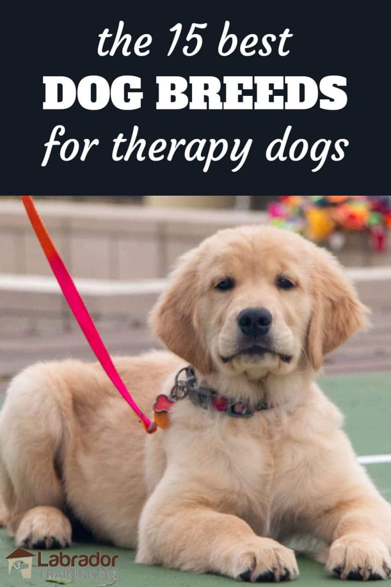 The 15 Best Dog Breeds For Therapy Dogs - Golden Retriever puppy in a down-stay with red loose leash. Good boy!