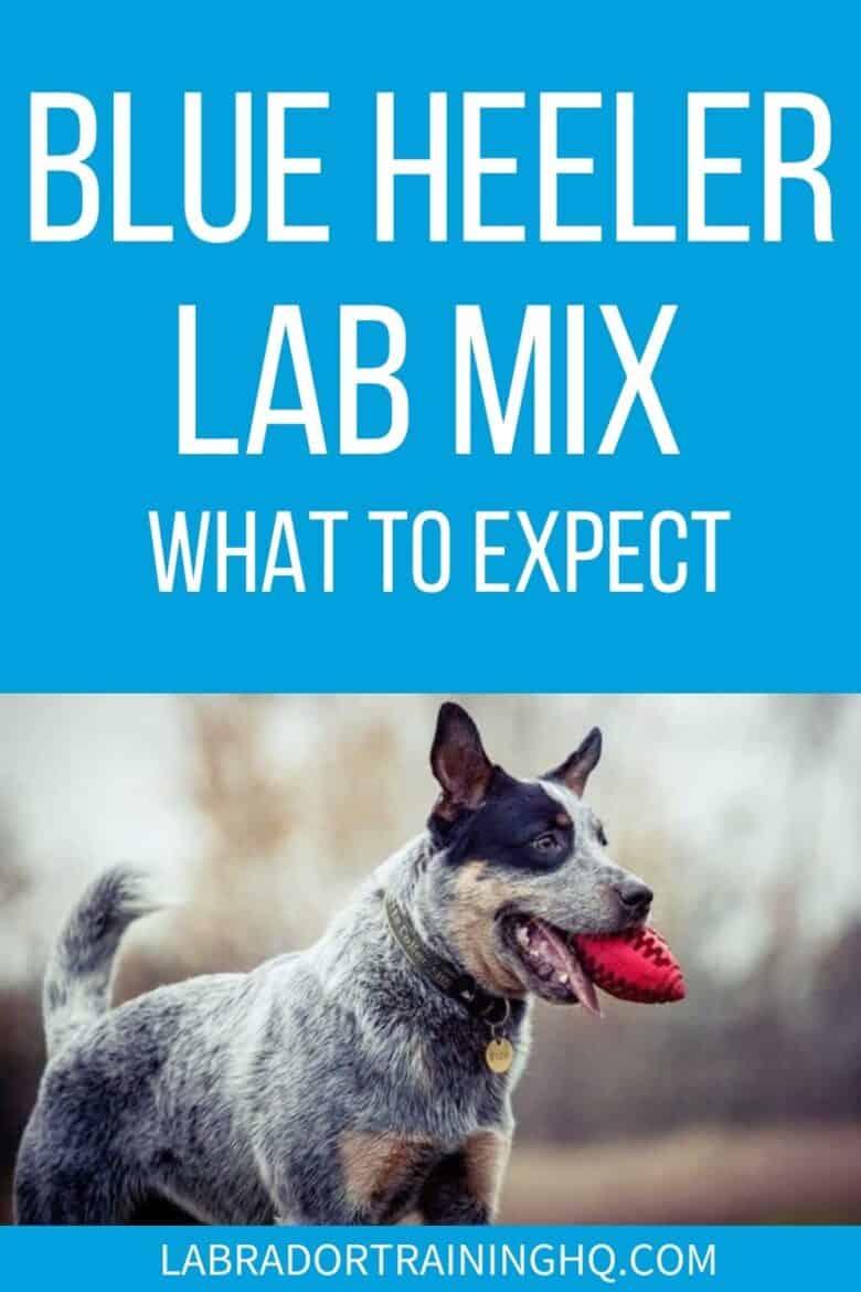 Blue Heeler Lab Mix - What To Expect - Dog carrying a football toy in his mouth - Labraheelers are crossbreed dogs that you get when you mix a Blue Heeler with a Labrador Retriever. They are energetic, intelligent, and loyal companions.