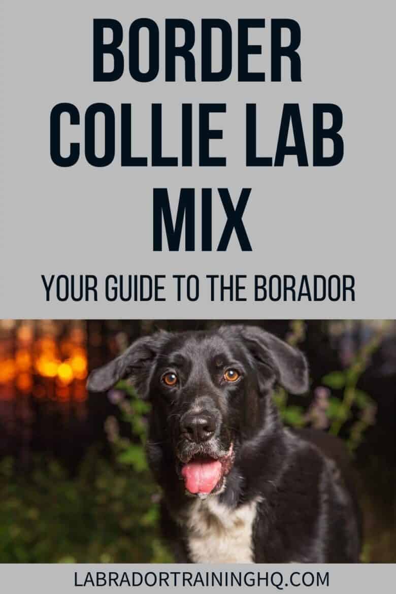 Border Collie Lab Mix - Your Guide To The Borador - The border collie Lab mix, a.k.a borador, is a highly intelligent and eager-to-please dog that is best suited for active people and families with children.