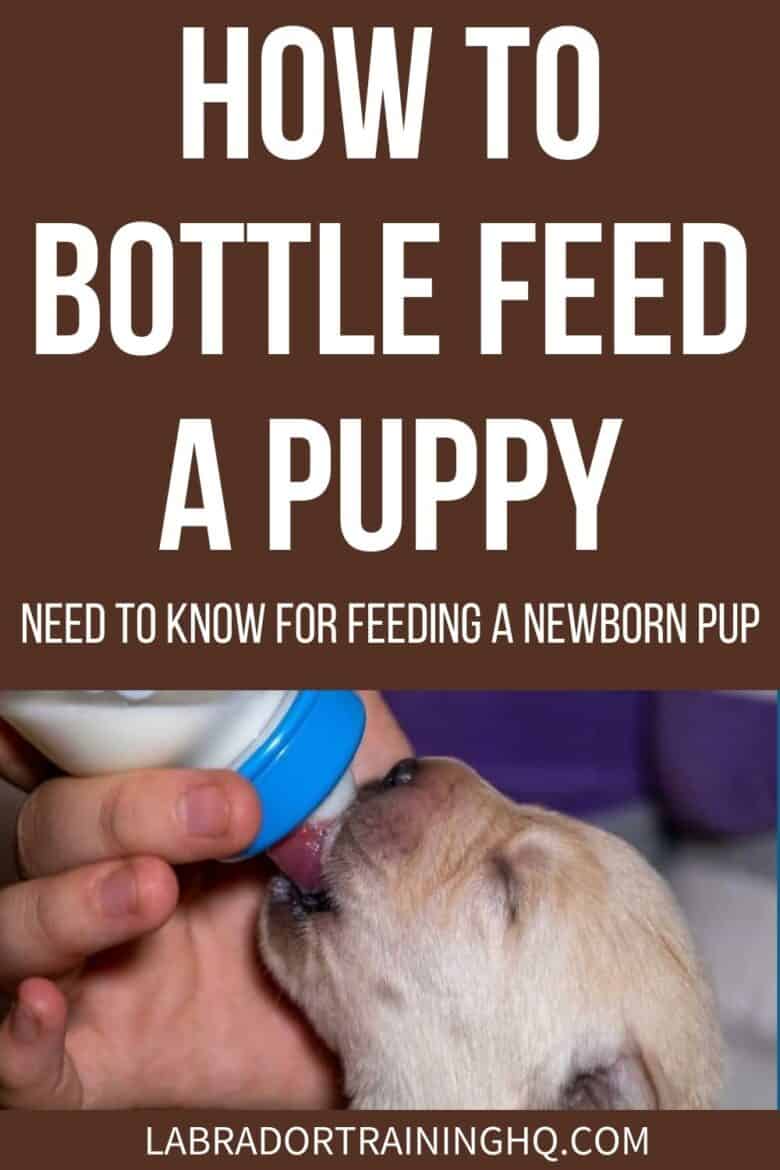 How To Bottle Feed A Puppy: Need To Know For Feeding A Newborn Pup - If they can’t feed on their mother, bottle feeding newborn puppies is often the only alternative to give them the nutrients they need. Everything you need to know.