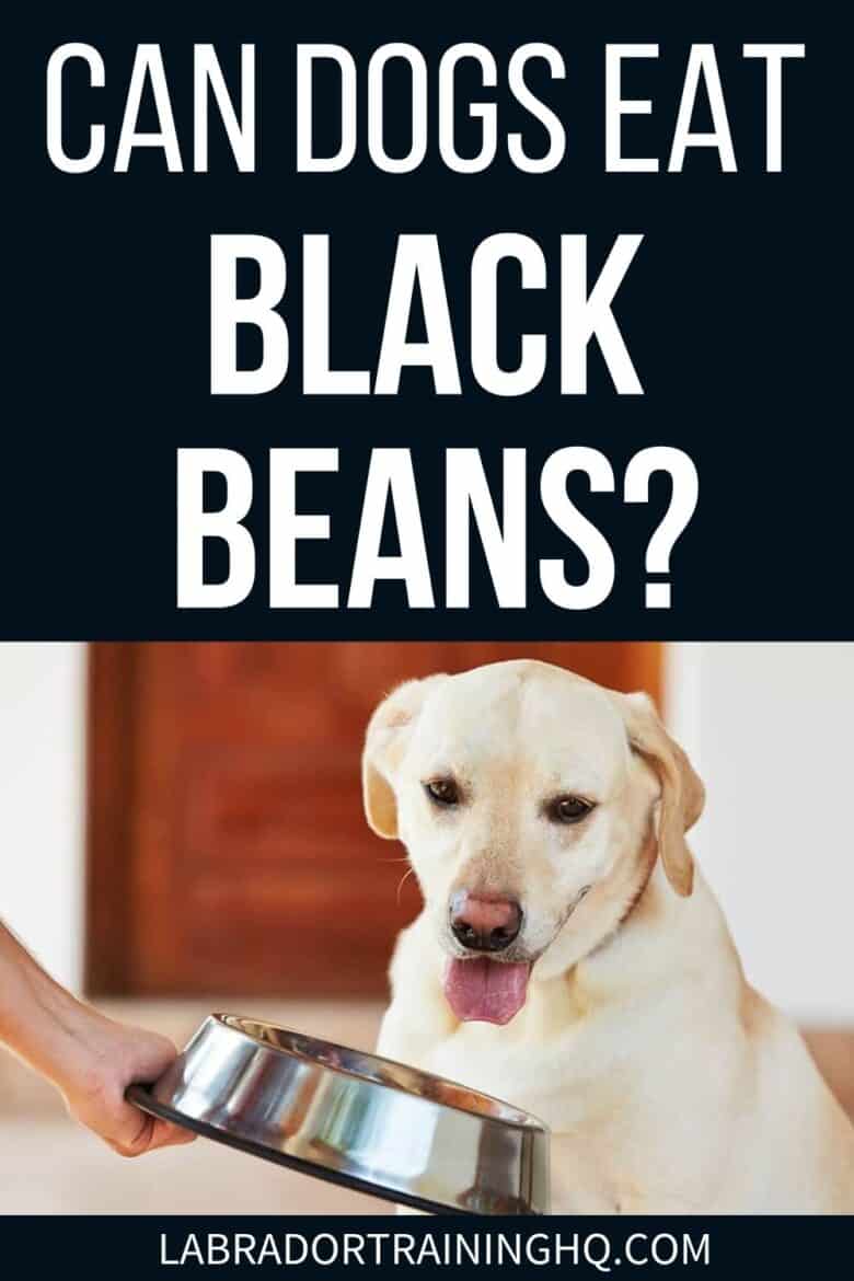 Can Dogs Eat Black Beans? - Yellow Labrador Retriever staring at a bowl of food - Can dogs eat black beans? Your dog’s dietary needs are a bit different from yours, but black beans can form part of a healthy and balanced diet for dogs.